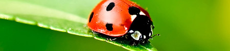 Biodegradable Products